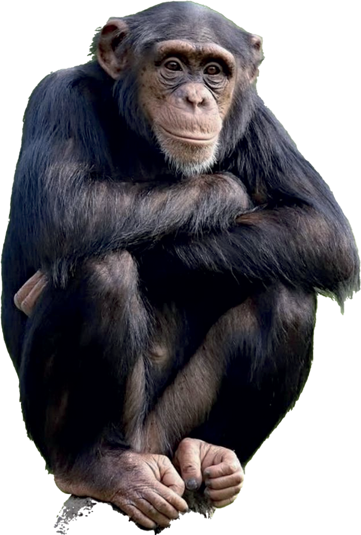 Bonobo — Lola ya Bonobo